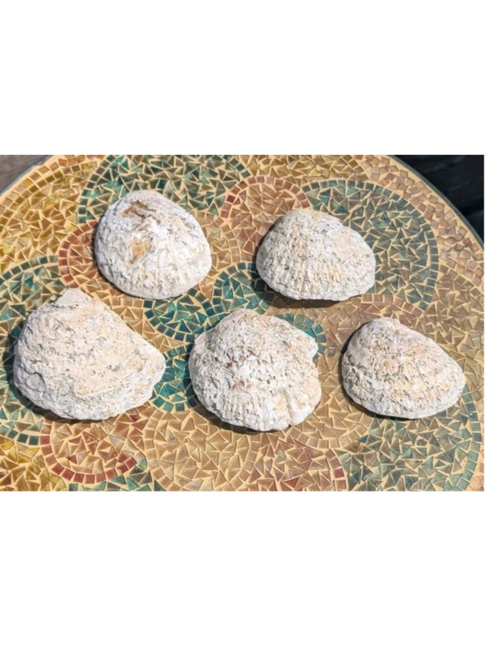 Large Natural Oyster Shells Five 5 Beach Decor or Craft Supplies